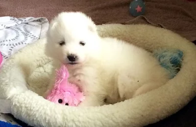 Kc Reg Samoyed štěňata