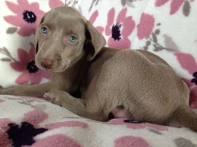 Krásné Kc Reg Weimaraner štěňata