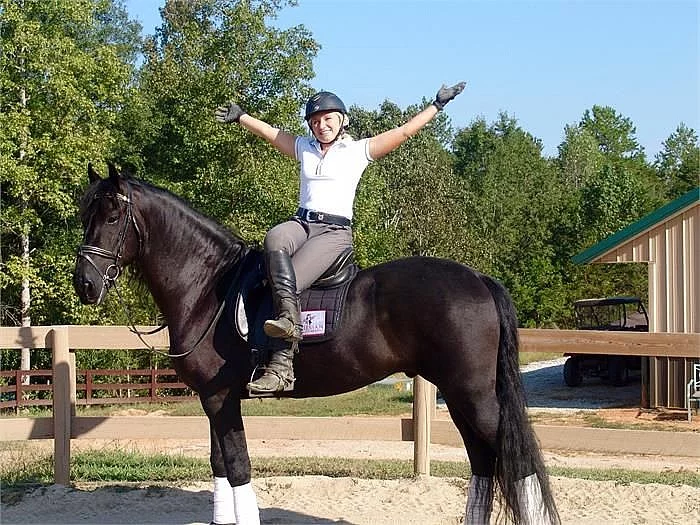 Černý fríský valach na prodej