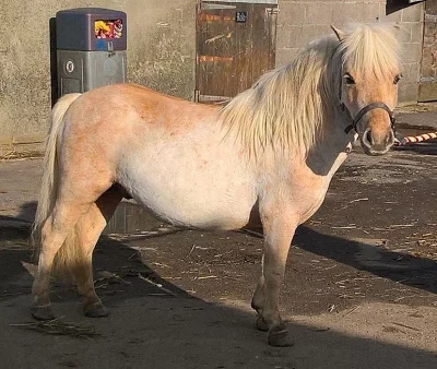 Registrovaná miniture Shetland Mare