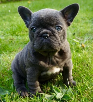 bei Carrier Französische Bulldogge Welpen