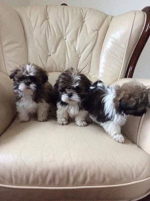 Ready Now Shih Tzu Chlapci a dívky