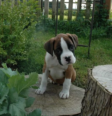 Boxer Štěňata Bobtail & Longtail