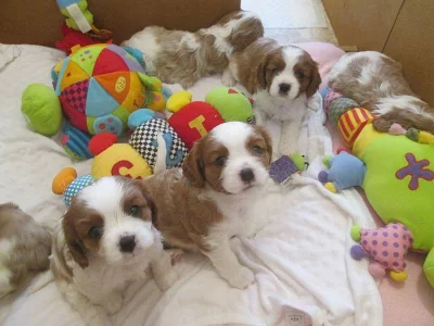Cavalier King Charles štěňata