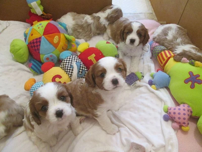 Cavalier King Charles štěňata