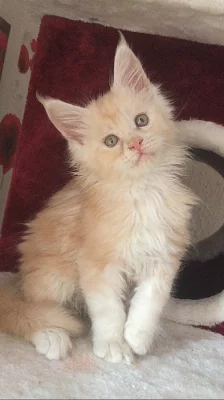 Malá holčička Maine Coon Kitten