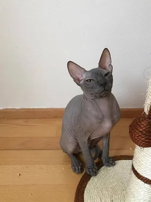 Prodej Sphynx kotatek s PP