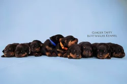Rottweiler/Rotvajler štěňátka