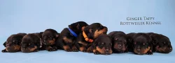 Rottweiler/Rotvajler štěňátka