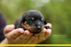 Rottweiler/Rotvajler štěňátka