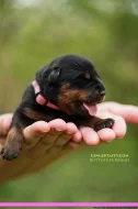 Rottweiler/Rotvajler štěňátka