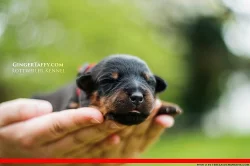 Rottweiler/Rotvajler štěňátka