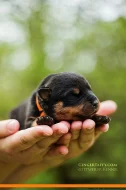Rottweiler/Rotvajler štěňátka