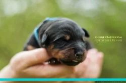 Rottweiler/Rotvajler štěňátka