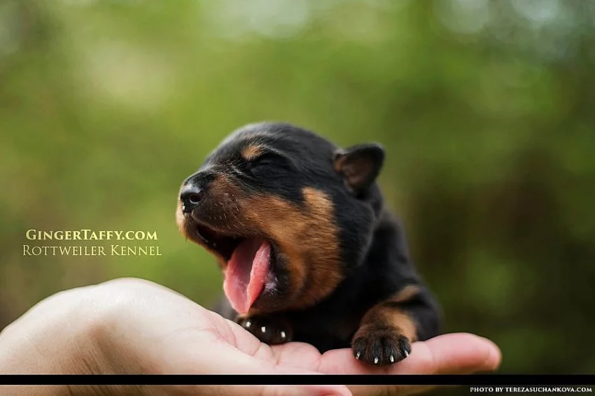 Rottweiler/Rotvajler štěňátka