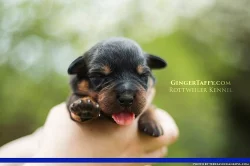 Rottweiler/Rotvajler štěňátka