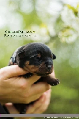 Rottweiler/Rotvajler štěňátka