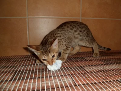 Koťátko ocicat