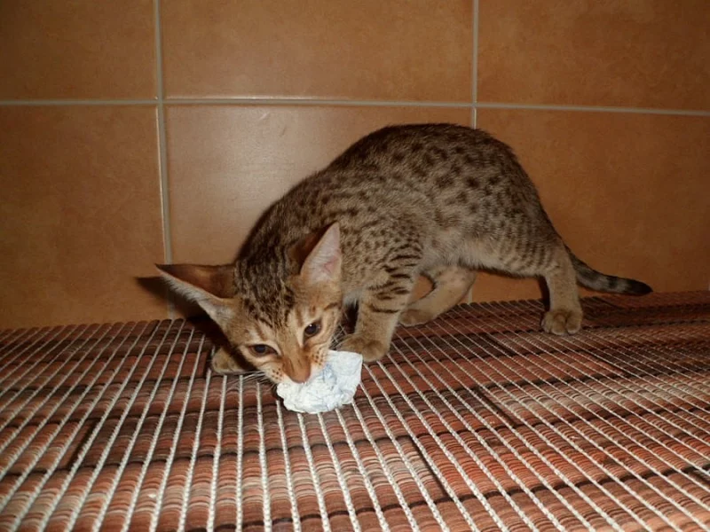 Koťátko ocicat