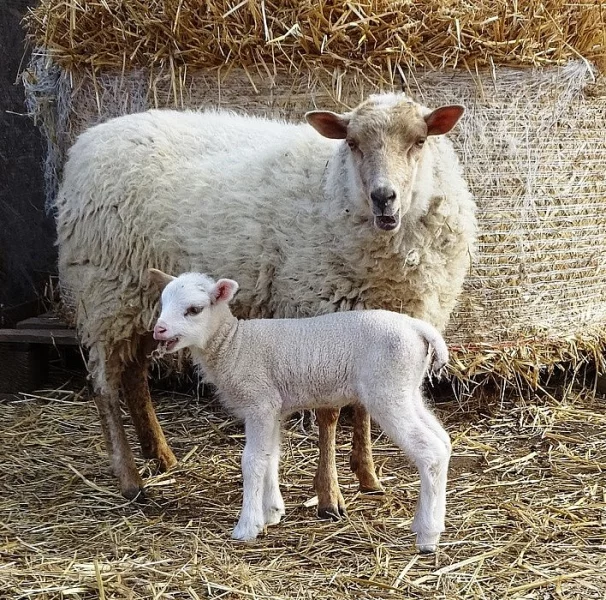 Ovečka s jehňátkem