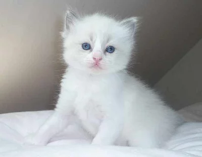 Ragdoll koťátka s PP