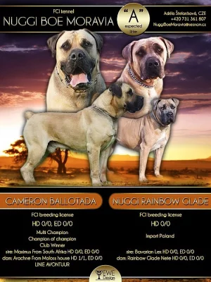 Boerboel s PP