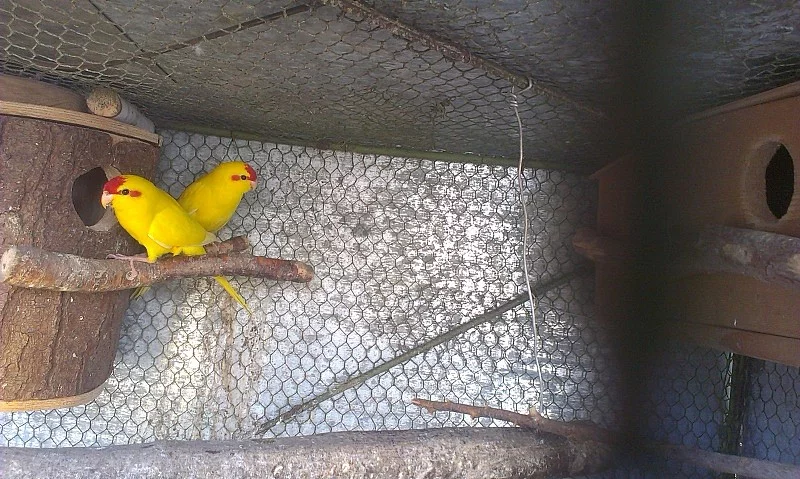 Kakariki Cervenocely