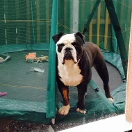 nádherný americký buldok štěně