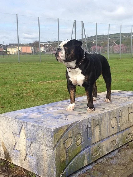 nádherný americký buldok štěně