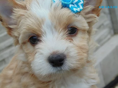 Biewer, Golddust yorkshire terrier s PP