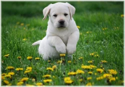 Labrador - krásná smetanová a žlutá štěňátka s PP