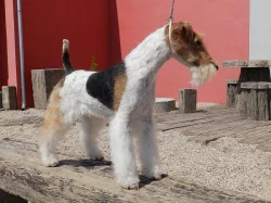 Štěňata drsnosrstého foxteriéra
