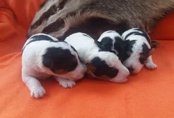 Štěňata drsnosrstého foxteriéra