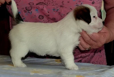 Jack Russel Tertier