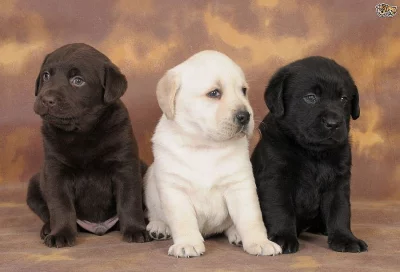 Labradorský retrívr s PP