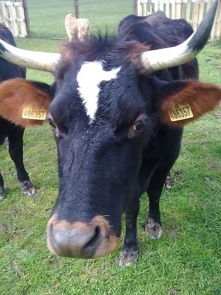 kráva s jalovičkou
