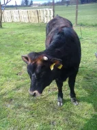 kráva s jalovičkou