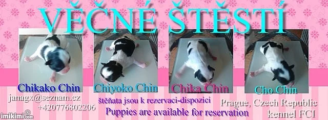 JAPAN CHIN S P.P.