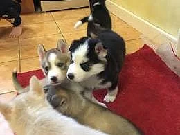 Sibiřský husky