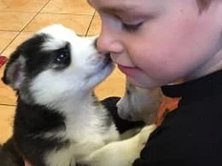 Sibiřský husky