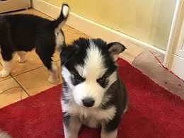Sibiřský husky
