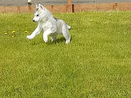 Sibirsky husky