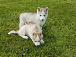 Sibirsky husky