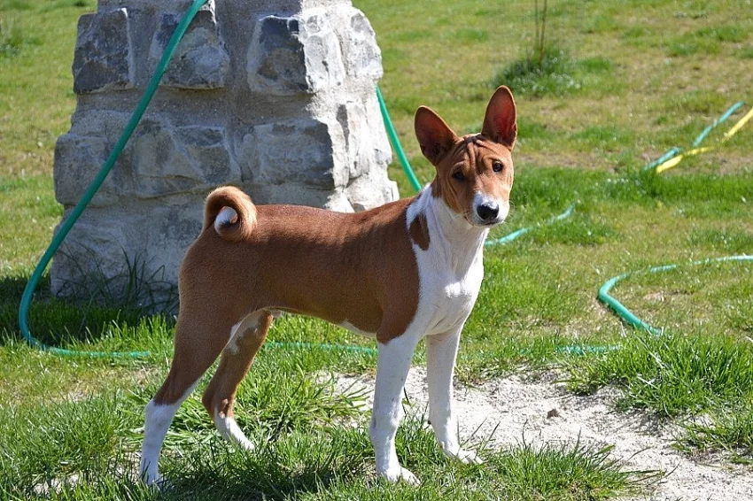 BASENJI ŠTĚŇATA S PP