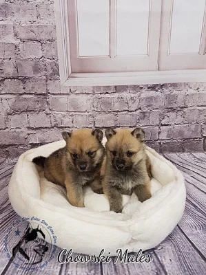 Sibiřský husky na prodej s PP