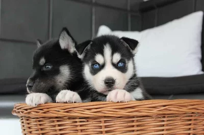 Sibirský husky na prodej bez PP