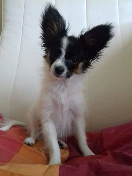Papillon pejsek s PP