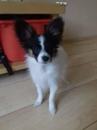 Papillon pejsek s PP