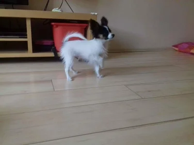 Papillon pejsek s PP