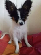 Papillon pejsek s PP